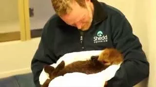 This Cute Baby Otter Pup Will be the Cutest Thing You See All Day!