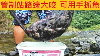 桶后管制站路邊大咬 魚多到可用手抓 @苦花整群在翻 #桶后溪 #阿玉溪