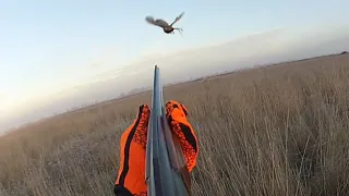 Pheasant Hunting with German Short-haired Pointer 🐕. 28 gauge over & under shotgun 🔫. [Hastings]