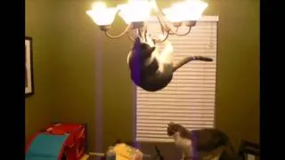 Cat Jumps On The Chandelier