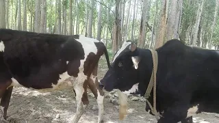 Beautifull Bull Cow Part No 3 ||Animals Earth ||