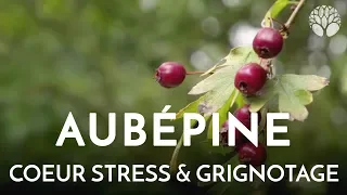 Aubépine, coeur stress et grignotage