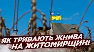 В Україні стартували жнива: як триває збір врожаю на Житомирщині