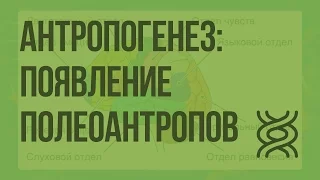 Антропогенез: появление полеоантропов. Видеоурок по биологии 11 класс