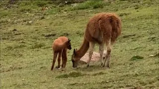 Wild Shepherdess with Kate Humble 2of3 Peru