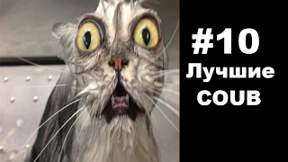 #10 Лучшие COUB Смешные видео c котами  Best COUB  cats