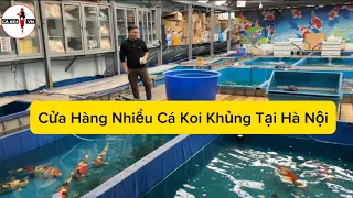 Cửa hàng có nhiều cá Koi Nhật Bản size Khủng tại Hà Nội