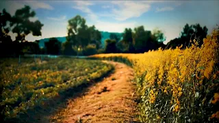 Lazy Summer’s Day Ambience In An English Countryside Meadow | Relaxing Summertime Nature Sounds