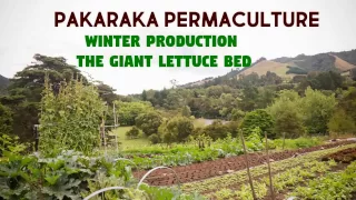 The Giant Lettuce Bed