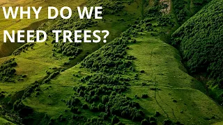 What If We Plant 1 Trillion Trees?