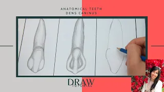 Dental - Zähne richtig zeichnen - Draw anatomic tooth - Eckzahn/Dens caninus [Tutorial]