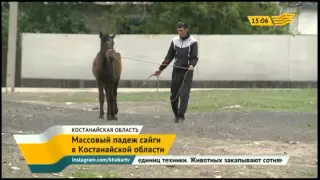 В Костанайской области продолжается массовый падеж сайгаков