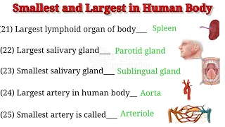 General Information    Smallest   Largest Organ in Human Body360p1