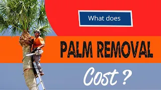 Palm Tree Removal Cost - Complete Guide