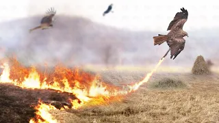 W Ten Sposób Ptaki Używają Ognia