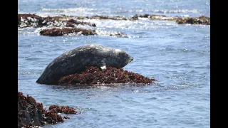 Seehunde in San Simeon, Kalifornien - Balloon-like creature - The harbor seal