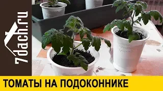 🍅 Выращивание томатов на подоконнике: посев, подкормка, пересаживание - 7 дач