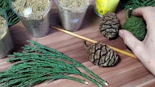 JGW 01 - How to Propagate Cuttings of a Sequoia Tree PART 1