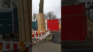 Забота о деревьях в  Германии