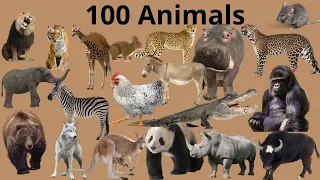 100 Animals Names | 100 Animals Pictures | 100 Animals of the world | Animals Vocabulary In English