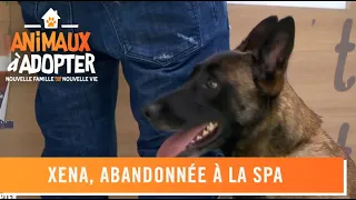 Xena, abandonnée suite à la perte du logement de son maître - Animaux à Adopter