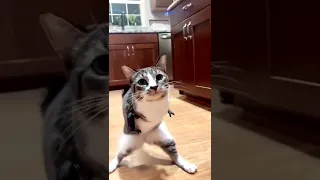 Котик с протезами