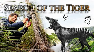 Search of the tiger: A Modern-Day Thylacine Expedition exploring the remote Wilderness of Tasmania!!