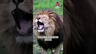 ¿Por qué el LEÓN es el REY DE LA SELVA? #shorts #viral