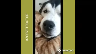 Рождение жеребенка 😁#zoovetdoctor, интересные истории ветеринара Ушакова Дмитрия, канал блог блогер