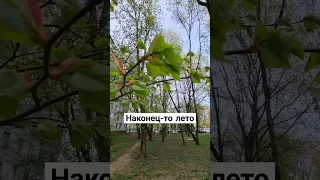 Наконец-то лето. Shorts.