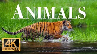 животные 4k - Замечательный фильм о дикой природе с успокаивающей музыкой