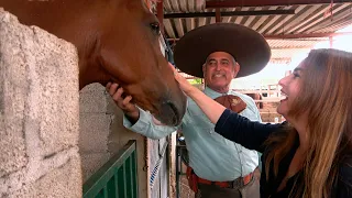 HISTORIAS de CABALLOS, La tradición IBARRÍA - ALMA Coronel