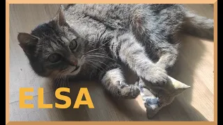 Süße Katze sielt, cute cat, Elsa goes superstar! #cutecat #catvideo