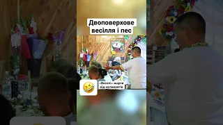 Весільні жарти #весілля #тамада #ведучийнавесілля #бульдог #прикол #сміхота