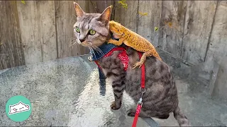 This Cat Is Obsessed With His Lizard Friend | Cuddle Buddies