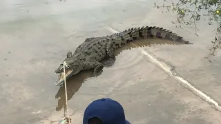 Crocodile in portmore Jamaica must watch