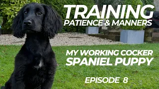 Training A Working Cocker Spaniel Puppy | The Dog Therapist