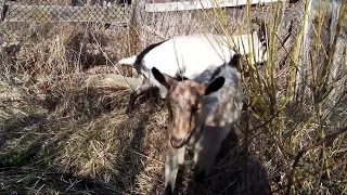 Или новый козовник,или сокращение поголовья