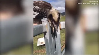 Woman saves a kookaburra which got its head stuck in a farm gate