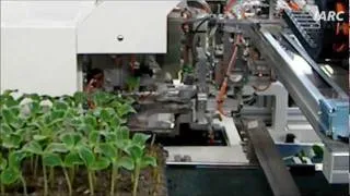 全自動接ぎ木ロボットによるキュウリ苗接ぎ木作業