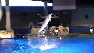 Incredible Dolphin Tricks (Best Tricks)