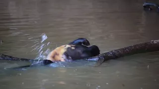 Giant river otters