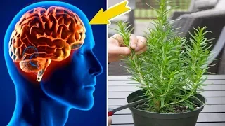 Mit dieser Pflanze steigerst du deine Gedächtnisleistung und schützt dein Gehirn vor Alzheimer