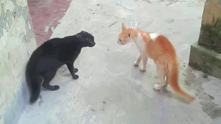 angry cat   friend's cat meows aggressively, then attacks