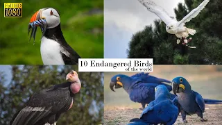 10 Endangered Birds in the World | Wings of Hope and Conservation