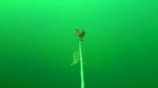 Pike attack Line Thru Roach trolled in mid water