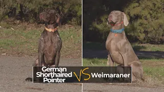 German Shorthaired Pointer vs Weimaraner - Complete Dog Breed Comparison
