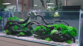 UNS 90L Aquarium Aquascaping Ideas with Jeff Senske