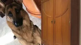 Парень спрятался в шкафу, когда грабители вошли в его дом, но его собака защитила его