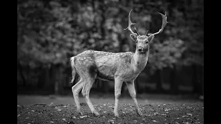 Has anyone ever seen a deer do this? - Reddit Scary Stories